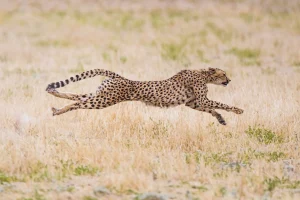 Cheetah running through grass